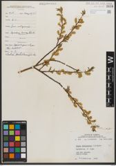 Foto von Salix petiolaris Sm.